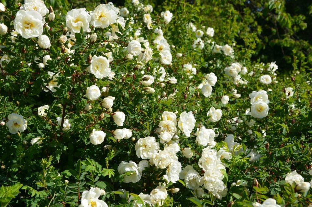 Rosenborgs Friluftspensionat แฟร์เยสตาเดน ภายนอก รูปภาพ